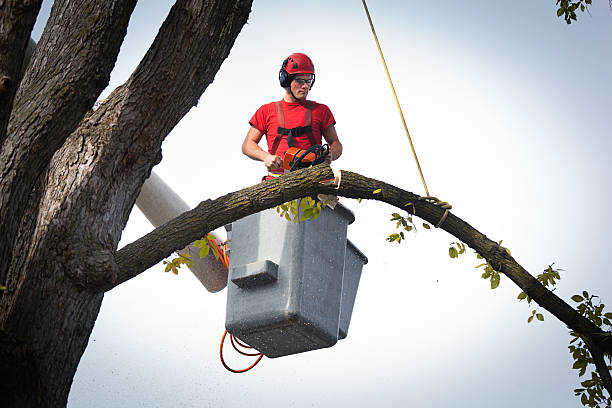 The Steps Involved in Our Tree Care Process in Ironwood, MI